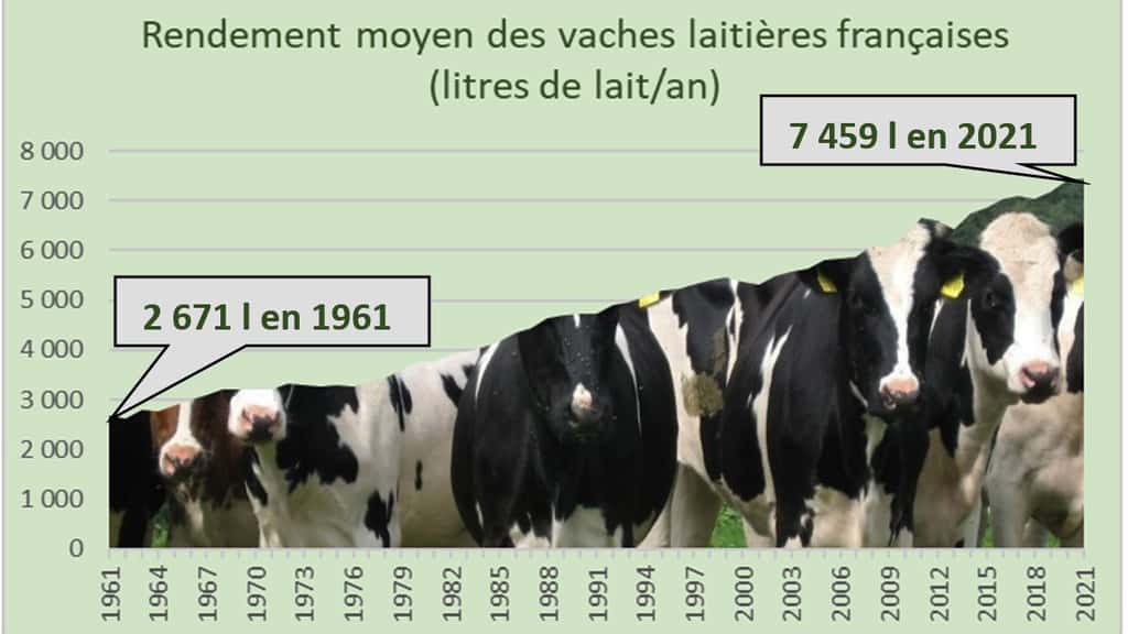 On a multiplié par 2,8 le rendement moyen des vaches laitières françaises dans les 60 dernières années. Le rendement moyen actuel est de 7 459 litres annuels par vache, et il n’est plus rare de croiser des vaches ayant produit plus de 100 000 litres dans leur vie ! À l’échelle mondiale, le rendement n’est que de 2 620 litres… soit le rendement français des années 60 !  FAO