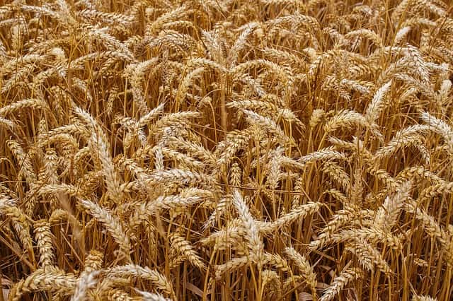 Malgré l’augmentation très forte des rendements de blé, il continue à manquer car sa consommation a été dopée par le développement de l’élevage. © Pavlofox, Pixabay, DP