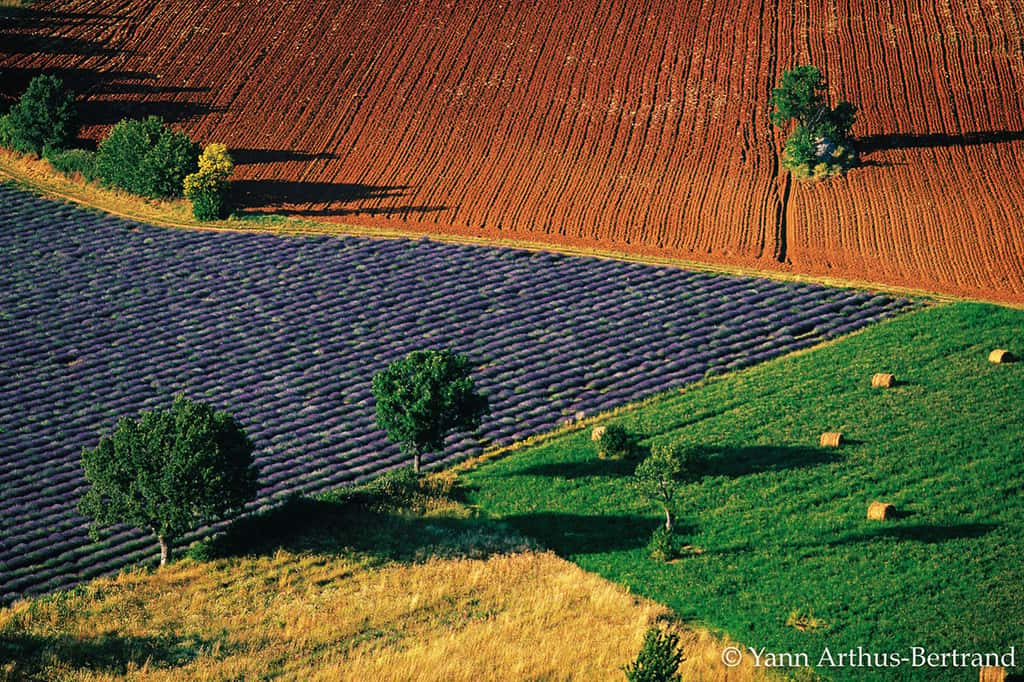 Paysage de champs colorés près de Sarraud, Vaucluse, Provence-Alpes-Côte d'Azur. © Yann Arthus Bertrand, tous droits réservés