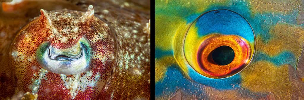 À gauche, focus sur l'œil d'une seiche et à droite, focus sur un œil de poisson-perroquet (<em>Papagaio vulgar</em>). © Gabriel Barathieu, tous droits réservés