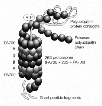 Représentation schématique du protéasome 26S.Crédit: Nature Reviews Neuroscience