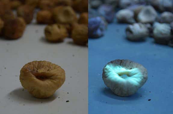 Fluorescence émise par l'aflatoxine sous lumière ultraviolette à droite sur des figues séchées. Même sujet mais sous la lumière naturelle à gauche. © Gianpiero Radano, <em>Wikimedia commons, </em>CC by-sa 4.0