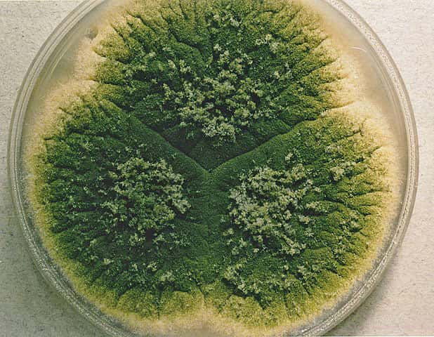 Colonie d'<em>Aspergillus parasiticus</em> cultivée pendant 7 jours sur un milieu CYA à température ambiante. Medmyco, <em>Wikimedia commons,</em> CC by-sa 4.0