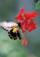 La survie du papillon monarque, un enjeu trinational