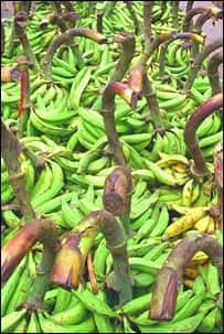 Au Queensland, un tiers de la récolte de bananes est perdu et pourrait servir à prduire de l'énergie.