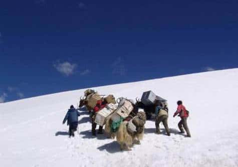 Les glaciologues chinois et leurs yacks à l'assaut du glacier East Rongbuk, près du Col Nord de Sagarmatha (en népalais), alias Chomolungma (en tibétain), alias mont Everest. Crédit : Shugui Hou/Careeri/Chine