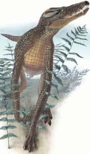 Junggarsuchus sloani, ancêtre terrestre des crocodiliens, avait déjà une tête de crocodile. Dessin réalisé par Portia Sloan pour le magazine National Geographic.