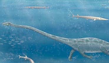 &copy; AAAS/Science; Carin L. CainLe Dinocephalosaurus en plein effort !