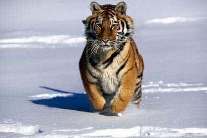 &copy; www.cybcity.comLe tigre de Sybérie, une force de la Nature