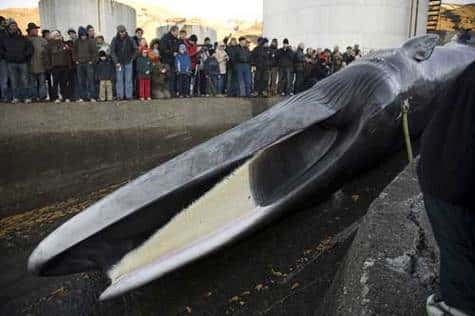 Les chasseurs islandais tuent leur première baleine