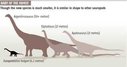 Europasaurus holgeri : le "bébé" de la super-famille des sauropodes(Courtesy of New Scientist Magazine)