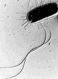 Escherichia Coli, la bactérie star des laboratoires