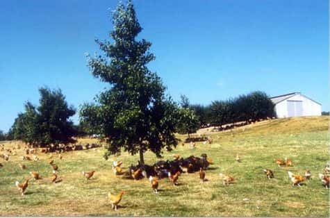 Un élevage de volaille en plein air(Crédit : volaille-française)