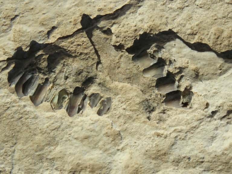 Photo non datée de fossiles animaux à la surface d'un ancien lac baptisé <em>Alathar</em>, en Arabie saoudite. © Badar Zahrani, AFP, Archives 