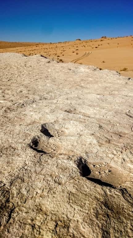 Des traces d'éléphants à la surface d'un ancien lac baptisé <em>Alathar</em>, en Arabie saoudite. © Paul Breeze, AFP, Archives 