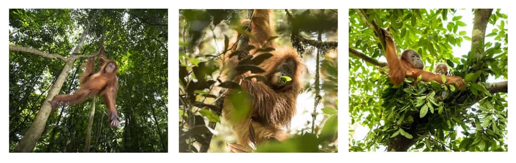 Les orangs-outans sont solitaires et arboricoles par nature. © Maxime Aliaga, tous droits réservés