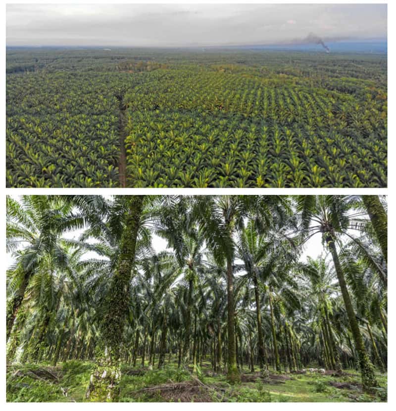 La forêt tropicale devient à perte de vue des champs de palmiers à huile. © Maxime Aliaga, tous droits réservés