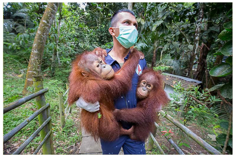Le programme de conservation des orangs-outans de Sumatra (SOCP) veille à la sauvegarde des orangs-outans. © Maxime Aliaga, tous droits réservés