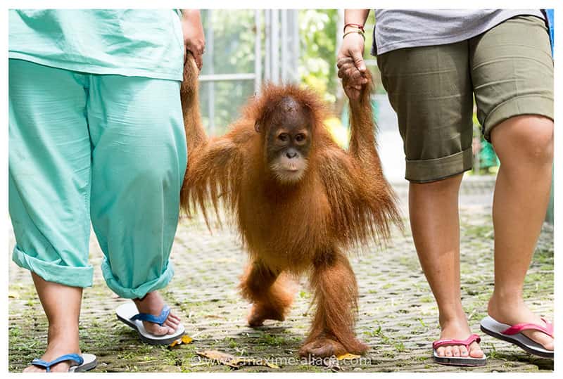 L'école de la seconde chance pour ce jeune orang-outan. © Maxime Aliaga, tous droits réservés