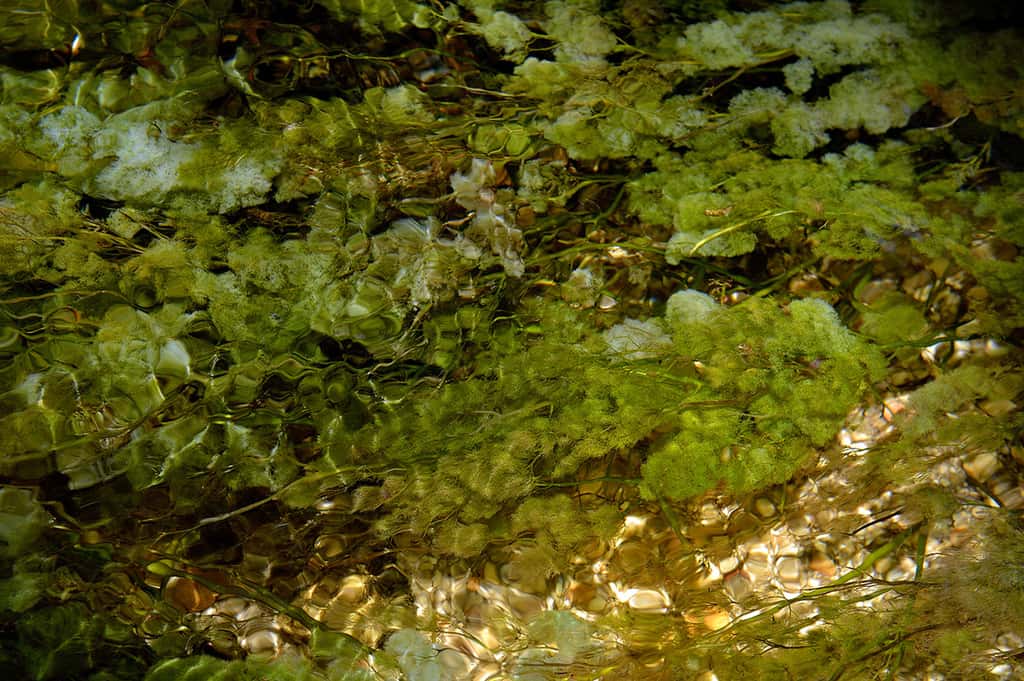 Plante aquatique, <em>Macarenia clavigera</em>, une podostémacée, s'accroche sur le fond par un crampon, ou haptère. Elle reste verte durant les périodes où le niveau de l’eau est haut. © Olivier Grunewald, tous droits réservés