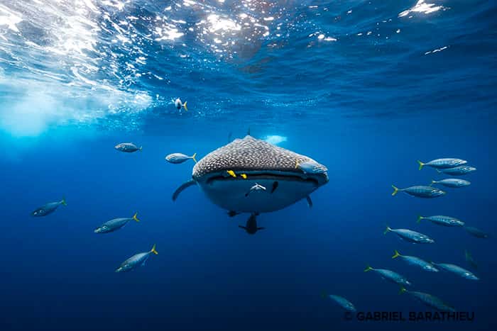 Requin-baleine escorté par un banc de bonites qui me fait face, un moment aussi éphémère que magnifique. © <a href="https://www.underwater-landscape.com/" target="_blank">Gabriel Barathieu</a>, tous droits réservés 