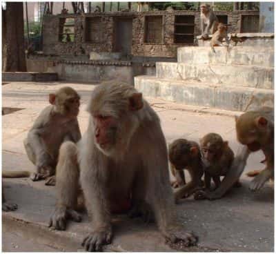 Chaque groupe de singe est dominé par un individu