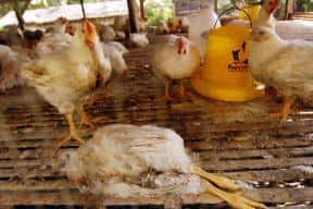 Un poulet mort de cause inconnue dans une ferme indonésienne, le 17 mars 2005. Mercredi 23 mars, les Etats-Unis ont annoncé le début des essais cliniques sur un vaccin contre la grippe aviaire, alors qu'un deuxième décès humain dû à la grippe était annonc