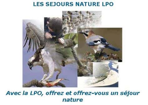 Écovolontariat : vivez l'oiseau libre au coeur de la nature avec la LPO