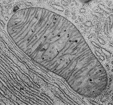 une mitochondrie vue au microscope électronique