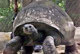 Mort de la plus vieille tortue au monde...(Courtesy of AP Photo/Bikas Das )