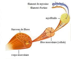 Schéma d'une fibre musculaire