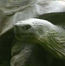 Harriet, tortue géante morte à 176 ans