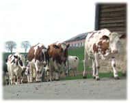 Evolution de l'ESB, maladie de la vache folle, chez les bovins