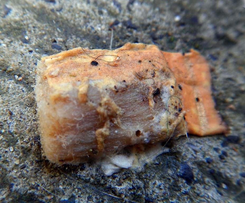 Les mégots de cigarette ne sont pas biodégradables et finissent très souvent à la mer. © Lamiot, <em>Wikimedia Commons</em>, CC by-sa 4.0