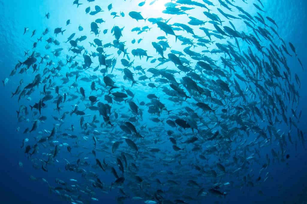 Les débris et les cendres des feux de brousse qui tomberont dans l’océan pourraient se révéler toxiques pour les animaux qui y vivent, des poissons aux moules en passant par les coraux. © ead72, Adobe Stock