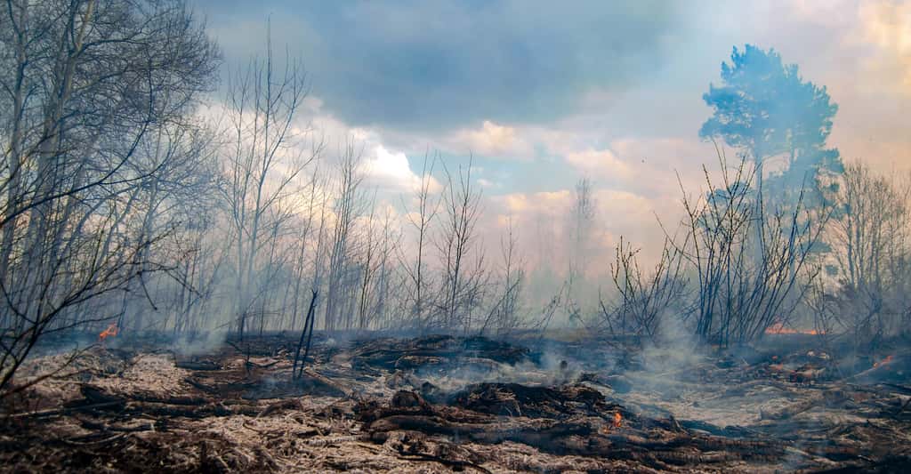 Des analyses de charbon de bois sédimentaire et d’autres indicateurs d’une activité incendie montrent que durant tout l’Holocène – soit les 10.000 dernières années de l’histoire de notre Terre –, les périodes les plus chaudes ont coïncidé avec des incendies plus nombreux et plus importants. © Vladimir Ya, Adobe Stock