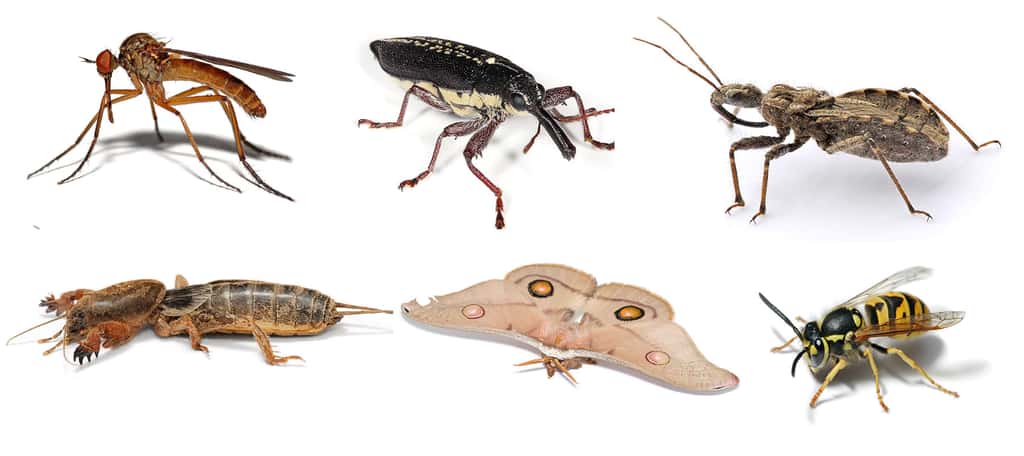 La population totale des insectes pourrait approcher les 10 milliards de milliards d’individus (1019). Respect ! Ils doivent bien servir à quelque chose… <em>(Lempis livida, Rhinotia hemistictus, Reduviidae sub-family Harpactocorinae, Gryllotalpa brachyptera, Opodiphthera eucalypti, Vespula germanica</em>). ©  Bugboy 52.40, <em>Wikimedia Commons,</em> CC by-sa 3.0 
