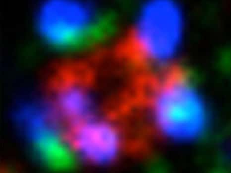 Ce zoom de l’intérieur d’une cellule permet de visualiser la suite de réactions entre diverses protéines déclenchées par PKCλ. Cette dernière contrôle le trafic de la protéase MT1-MMP (en rouge) en activant l’association de la cortactine (en vert) avec la dynamine 2 (en bleu). Cette suite de réactions est nécessaire pour permettre à la cellule de se séparer de ses voisines et d’aller envahir d’autres tissus. © Carine Rossé, Philippe Chavrier, institut Curie