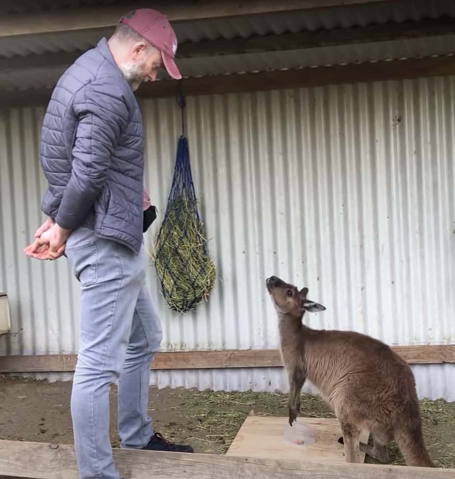Dans le regard du kangourou tourné vers l’humain, une sorte d’appel à l’aide. © Université de Sydney, YouTube