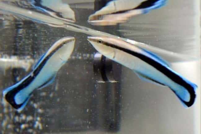 Un labre nettoyeur à raies bleues (<em>Labroides dimidiatus</em>) nage dans un aquarium à droite, avec son image miroir, à gauche. © Osaka Metropolitan University