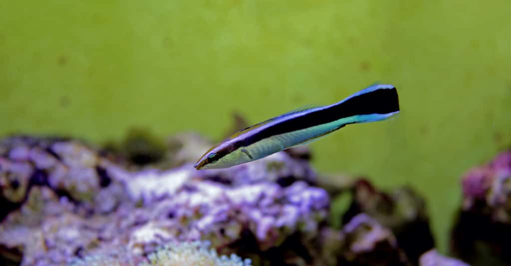 Un labre nettoyeur nage dans un aquarium. © Kolevski.V, Adobe Stock