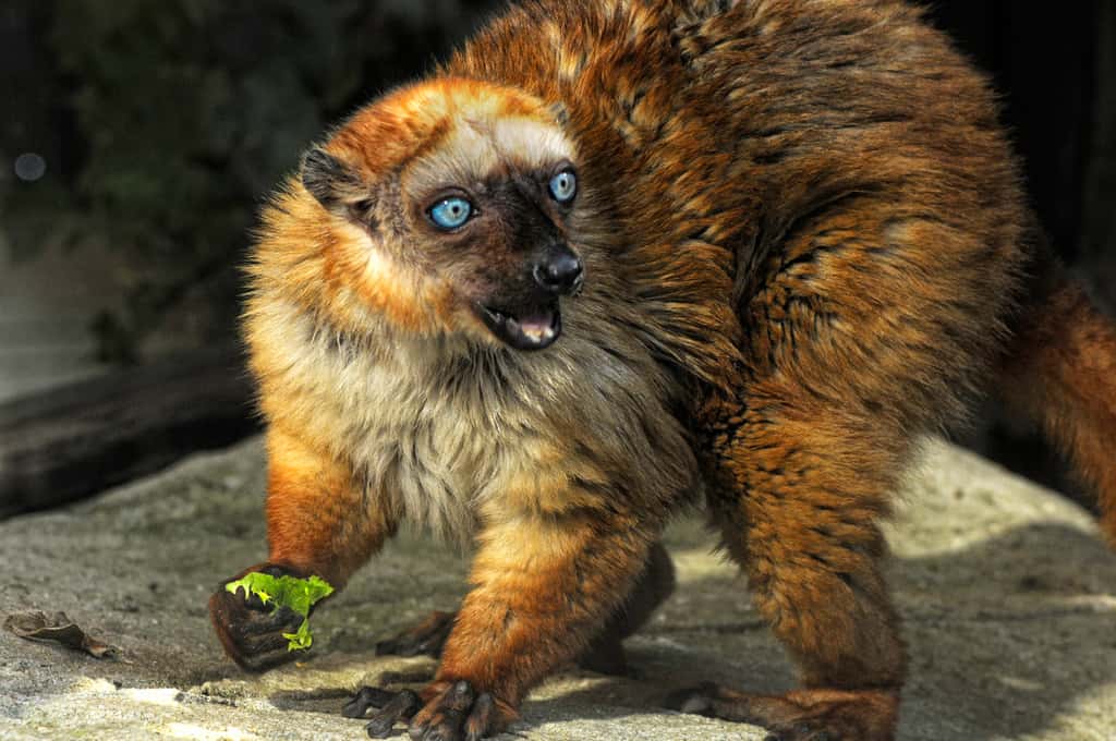 Le lémur aux yeux turquoise ne se rencontre pas tous les jours, car il vit dans les forêts malgaches. Pourtant, les petits d'Hommes se montrent sensibles à ses cris, qui peuvent avoir autant d'influence sur leur cerveau qu'une voix humaine. © Donald Ogg, Flickr, cc by nc nd 2.0