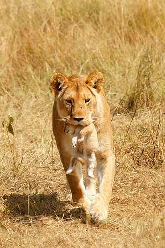 Chez de nombreux animaux, tel le lion, la mère porte son petit par la peau du cou. Cela entraîne un apaisement du lionceau. © SafariTrails.com, Flickr, cc by nc nd 2.0