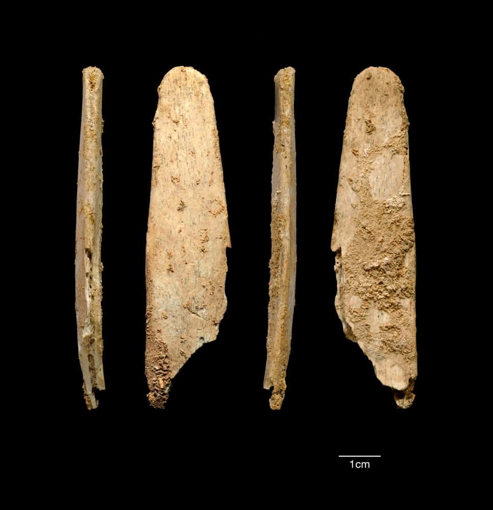 Voici les lissoirs mis au jour dans deux sites néandertaliens en France. Leur bout arrondi suggère qu'ils ont servi à travailler des matériaux tendres et non rigides comme de la pierre. Les auteurs ont de leur côté façonné des outils similaires qu'ils ont testés sur des peaux, et ont montré que lorsqu'ils cassaient, ils laissaient des fragments identiques à ceux récoltés. Cela sous-entend qu'ils devaient bien être conçus dans ce but. © Projets Abri Peyrony et Pech-de-l'Azé