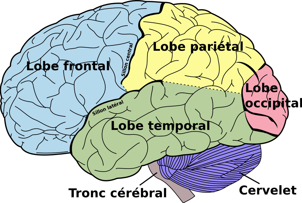 Les différentes régions du cerveau. La dégénérescence fronto-temporale se concentre dans les lobes frontal et temporal. © Domaine public