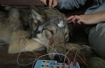 Des éthologues ont pénétré les secrets du sommeil du loup grâce à des électroencéphalogrammes. © <em>Family Dog Project Research Group</em>,<em> Eötvös Lorand University</em>