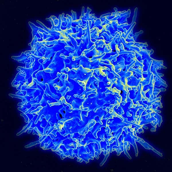 Les lymphocytes T CD8 sont des cellules immunitaires qui détruisent les cellules anormales, qu'elles soient contaminées par un virus ou cancéreuses. Ils perdurent parfois bien au-delà de l'infection. © Niaid, Wikipédia, DP