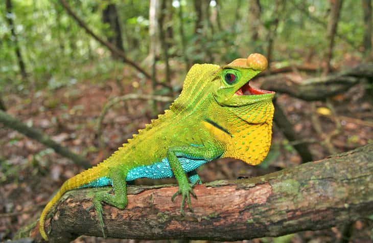 Lyriocephalus scutatus est une espèce de reptiles endémique au Sri Lanka. Elle est actuellement classée en préoccupation mineure par l'UICN, mais cela pourrait bien changer rapidement. © Ruchira Somaweera