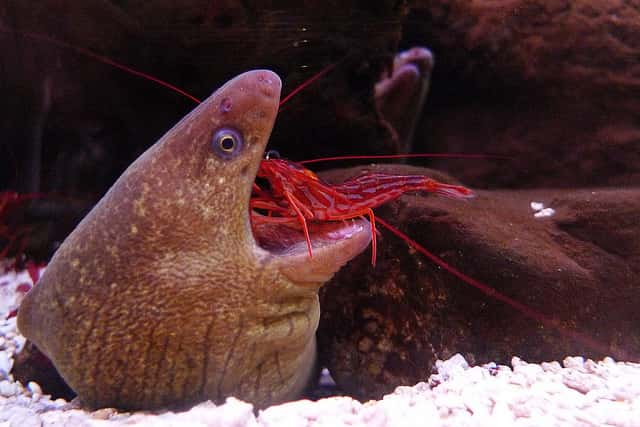 Les crevettes nettoyeuses Lysmata amboinensis sont monogames et tiennent à le rester. &copy; Recoverint Vagabond, Flickr, cc by nc sa 2.0
