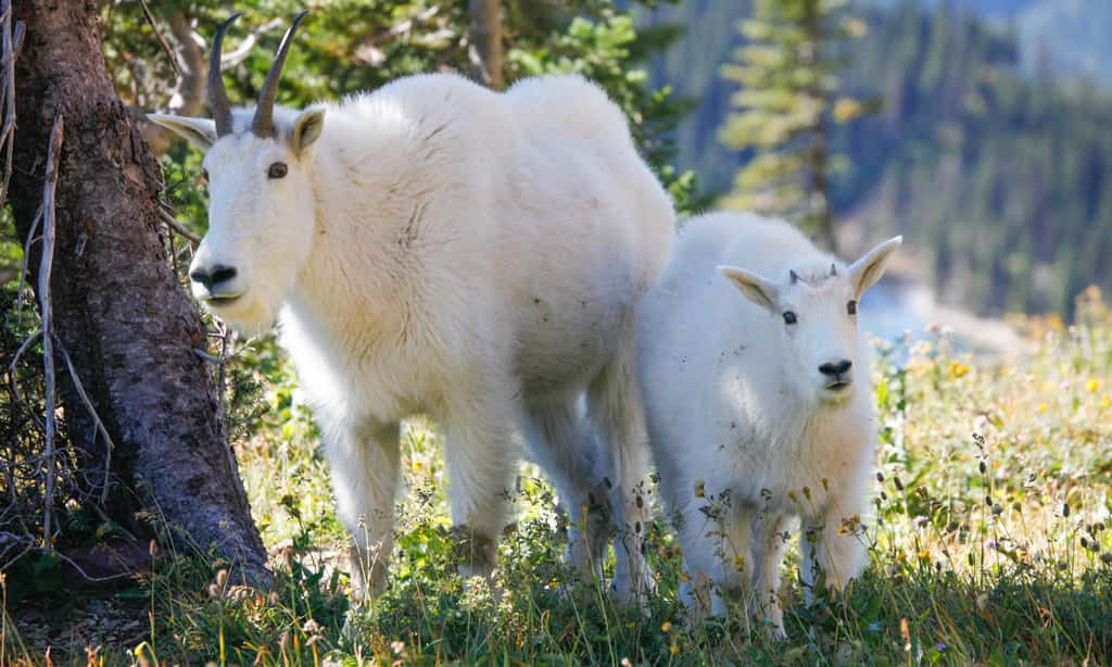 Des chèvres des montagnes Rocheuses (<em>Oreamnos americanus</em>) dans le parc de Glacier. © Antoine